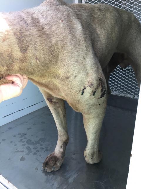 Jay Broken Leg